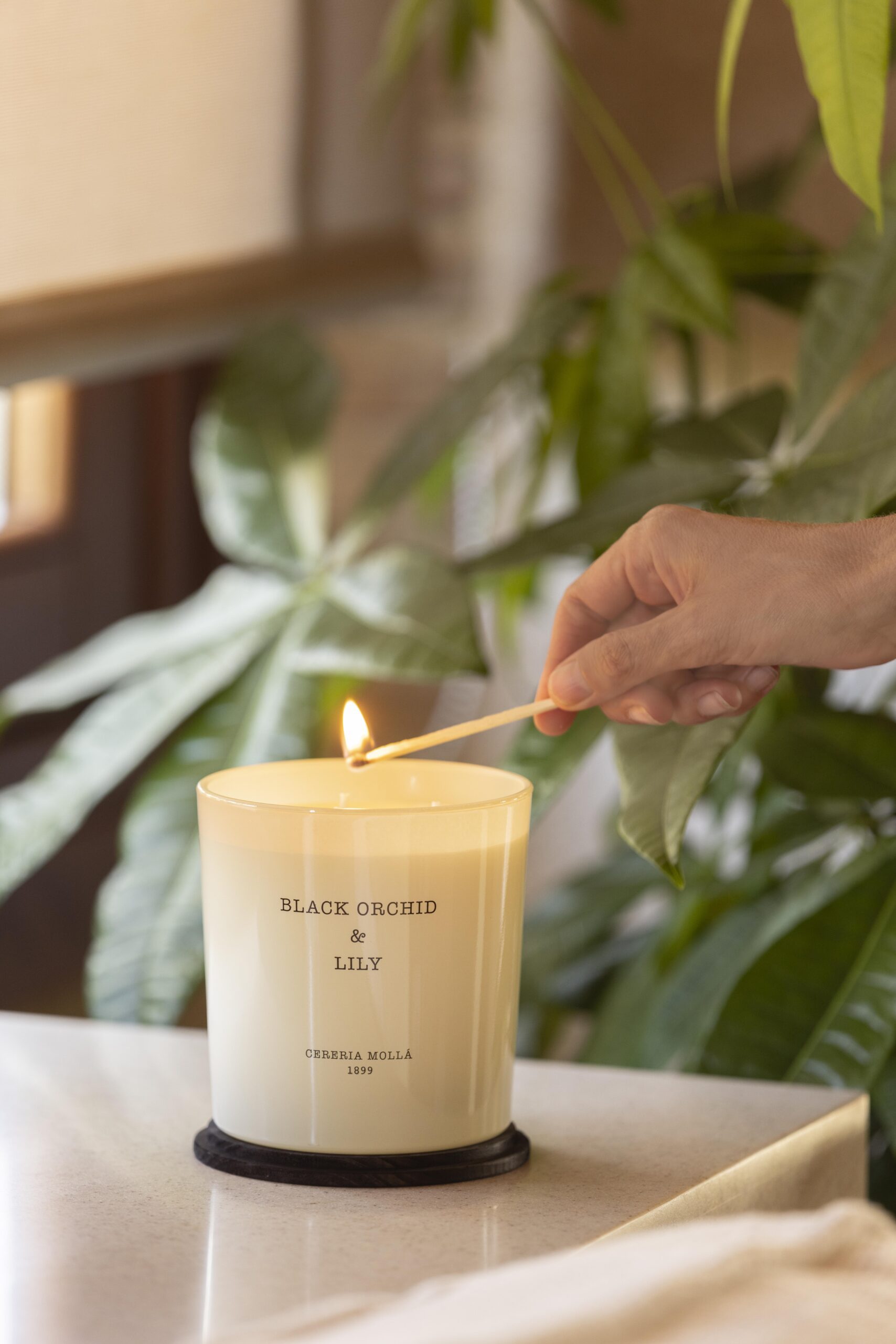 Distribuidores Cerería Mollá en Canarias